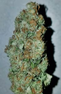 Pineapple Express - Golden Tree